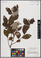Foto von Salix caprea L.